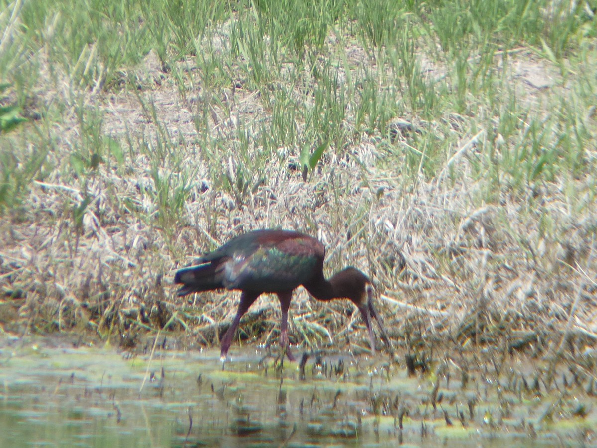 White-faced Ibis - ML644112991