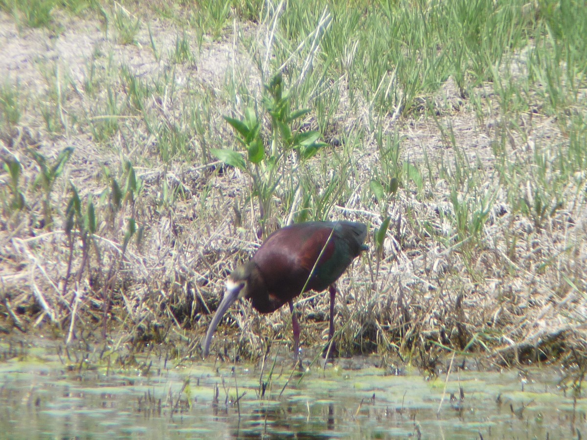 White-faced Ibis - ML644112996