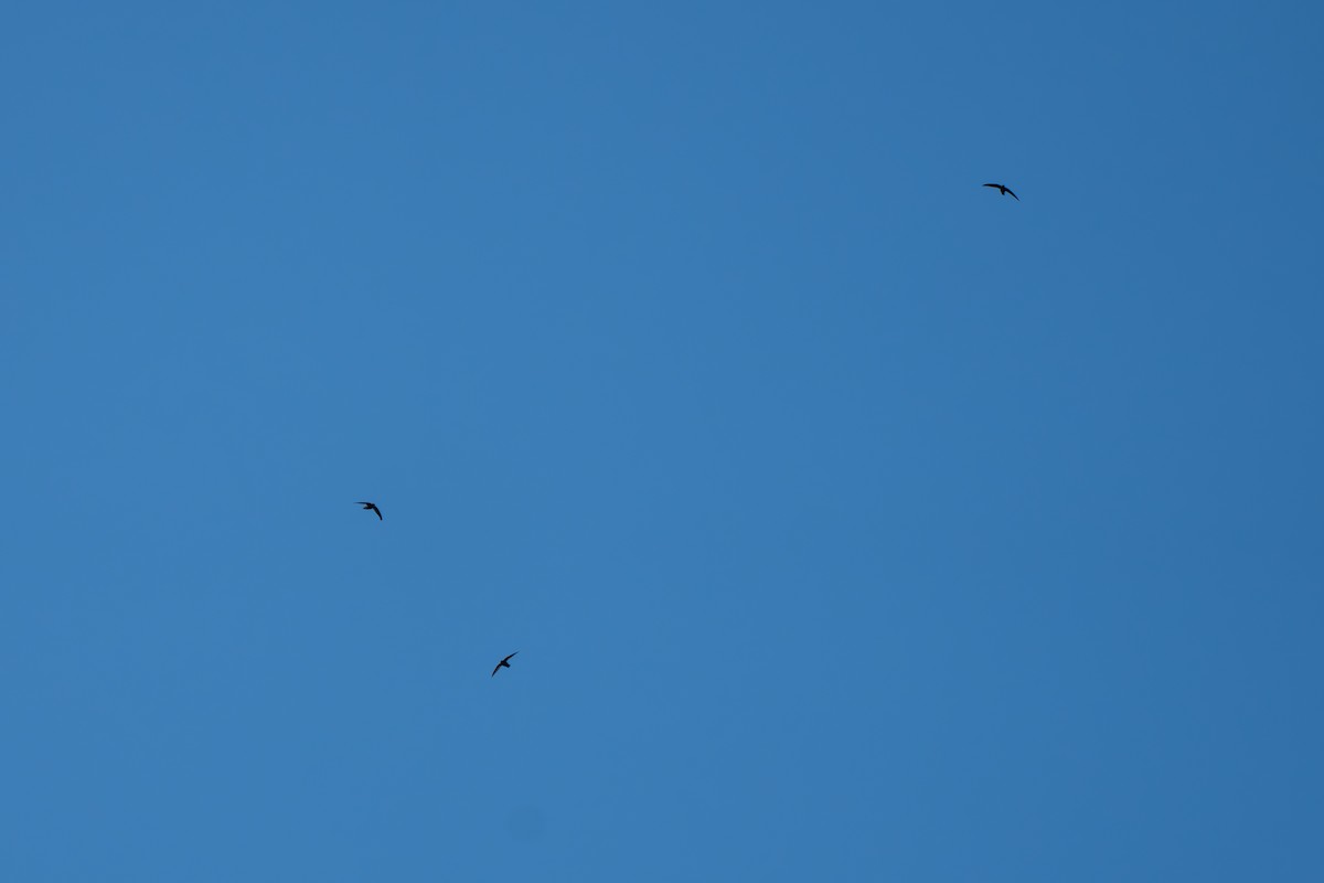Gray-rumped Swift - ML644113009
