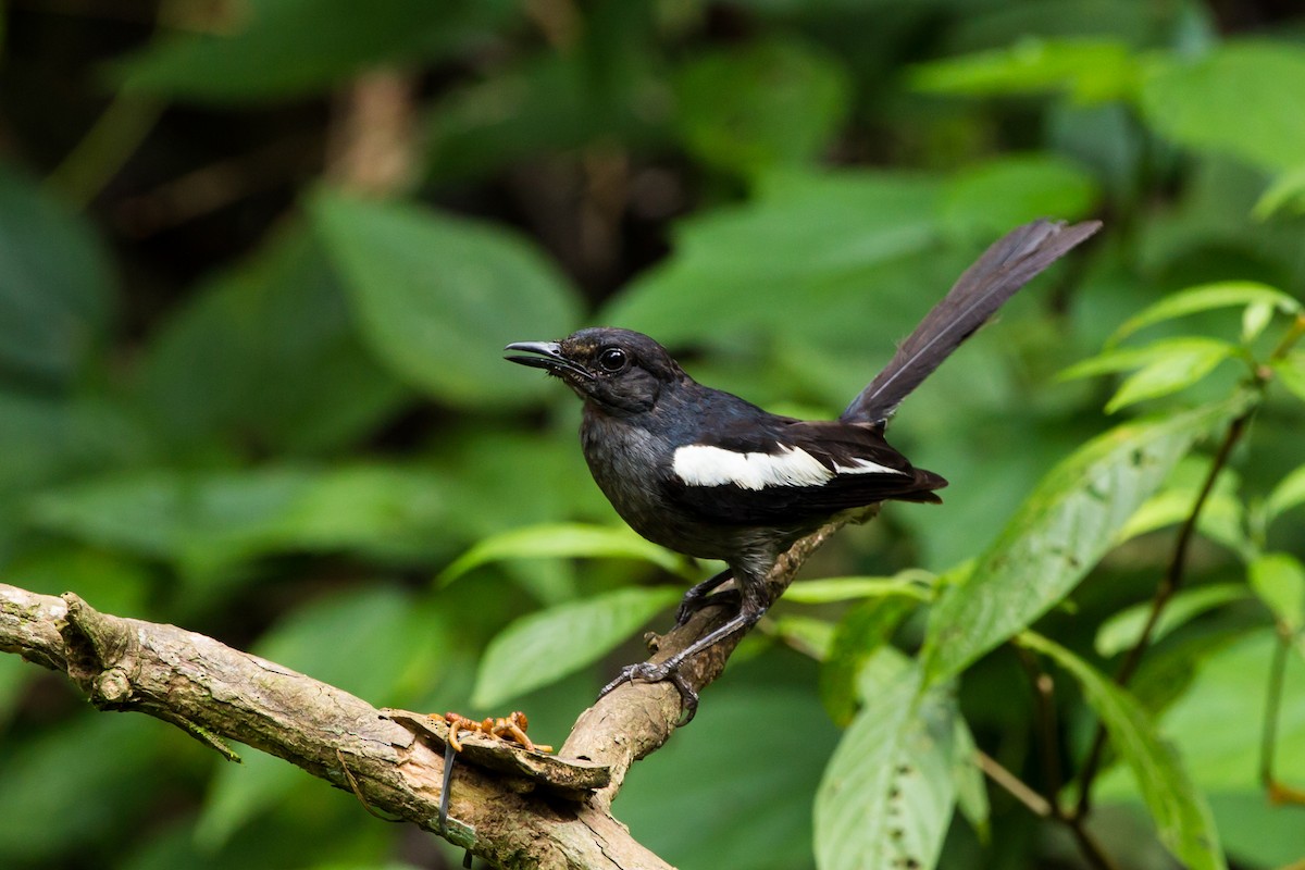 Oriental Magpie-Robin (Black) - ML644113019
