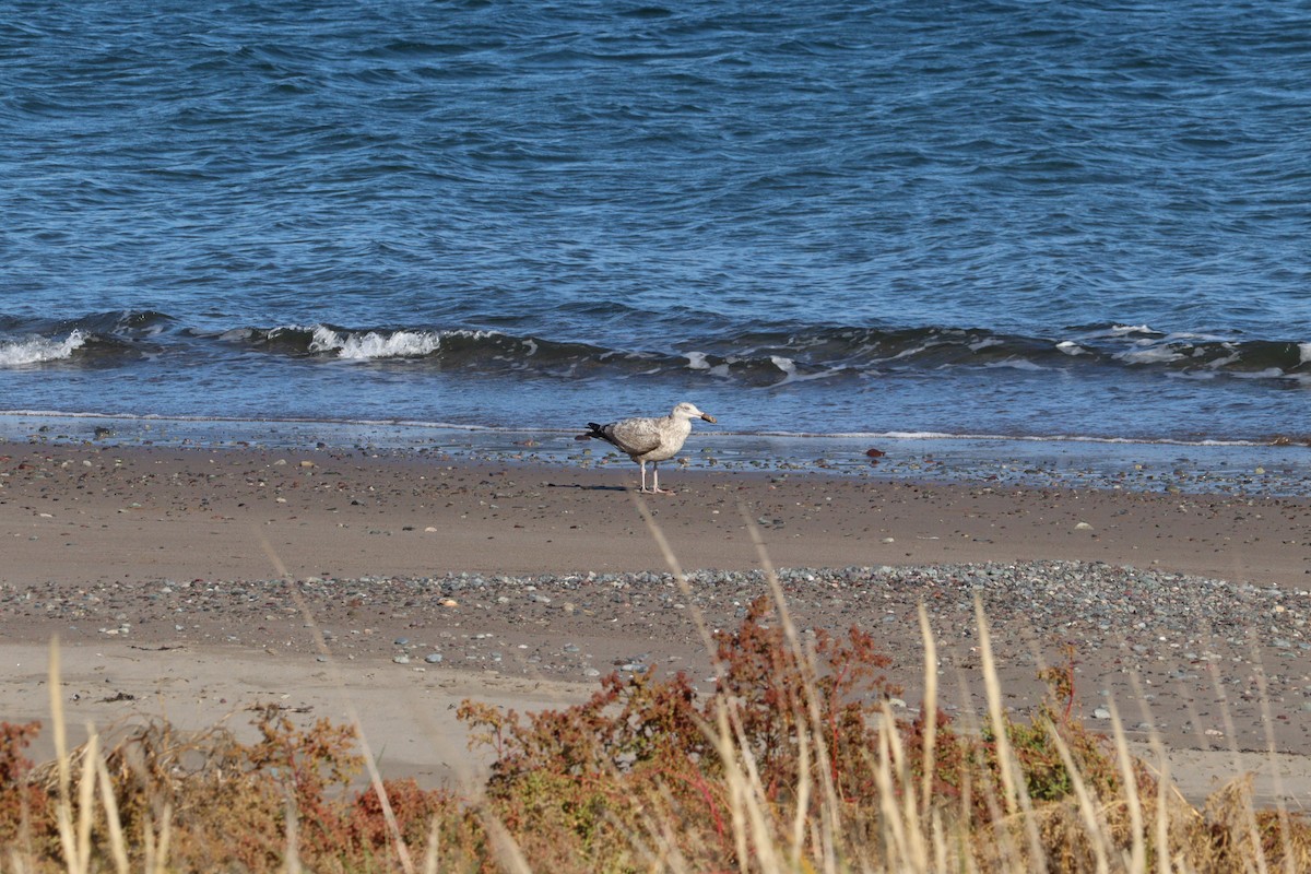 American Herring Gull - ML644113027