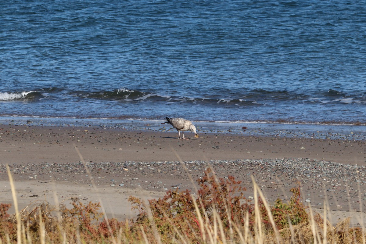 American Herring Gull - ML644113028