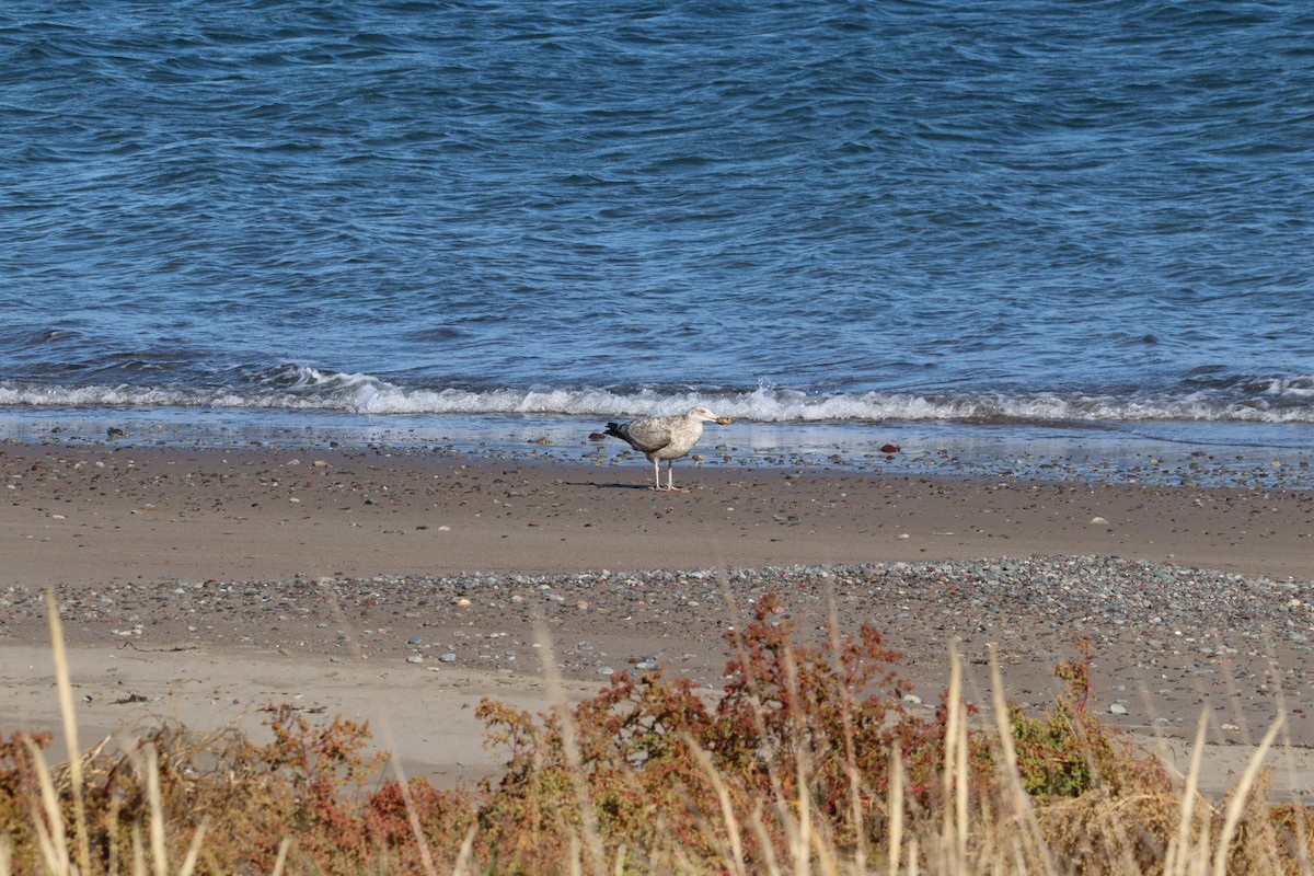 American Herring Gull - ML644113029