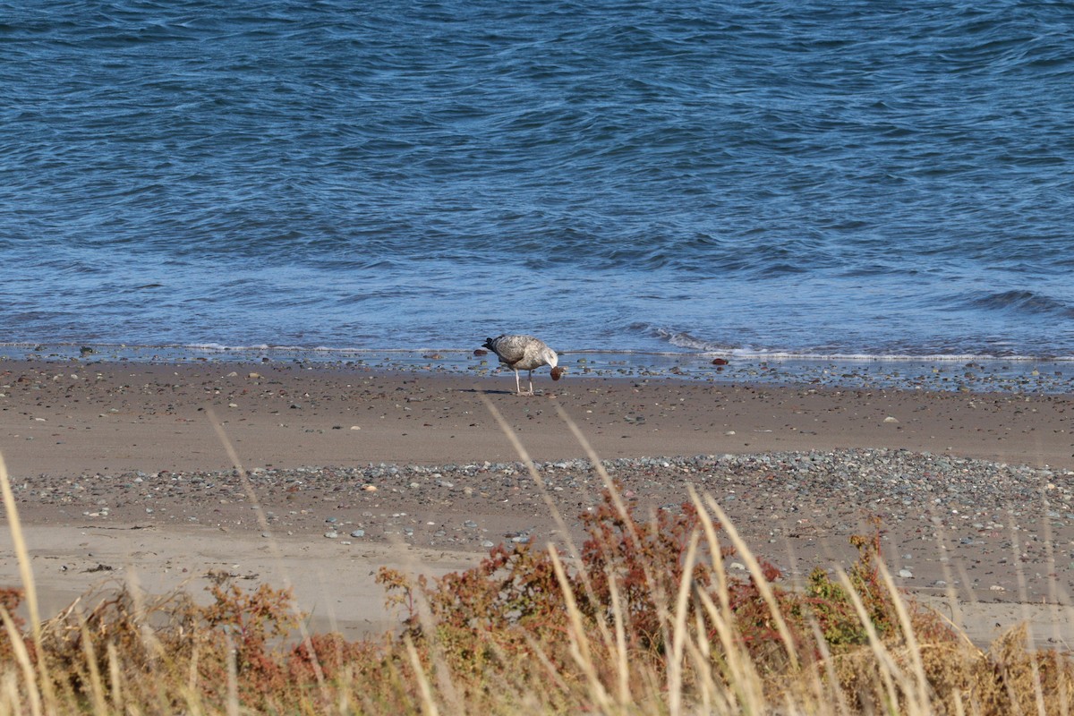 American Herring Gull - ML644113030