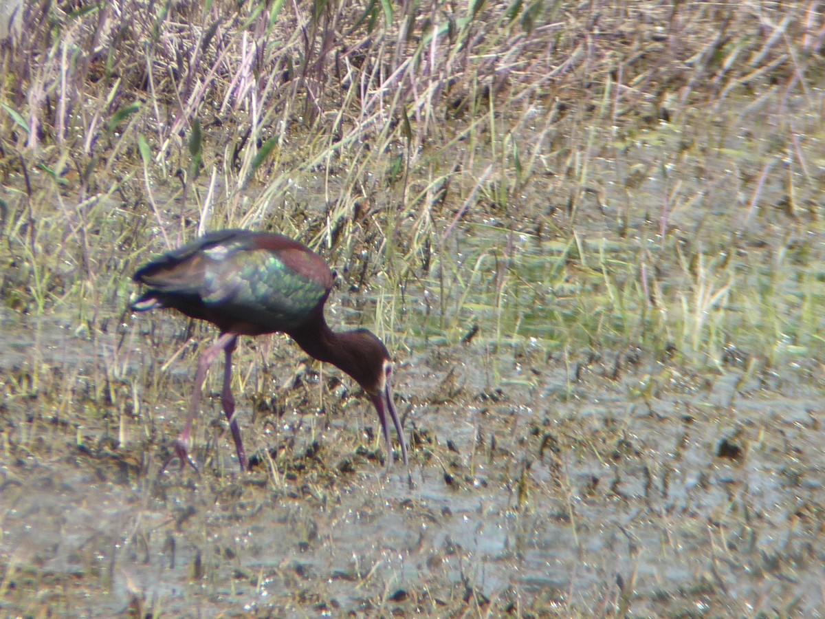 White-faced Ibis - ML644113034