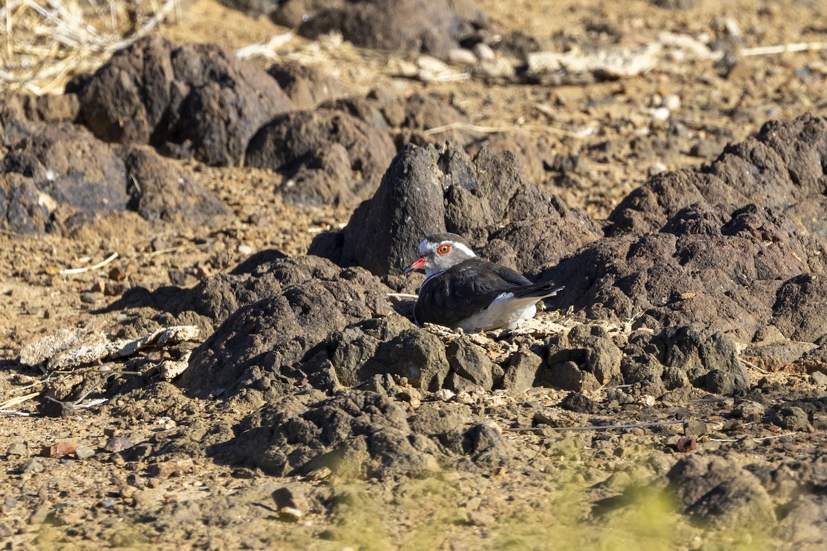 Three-banded Plover - ML644113044