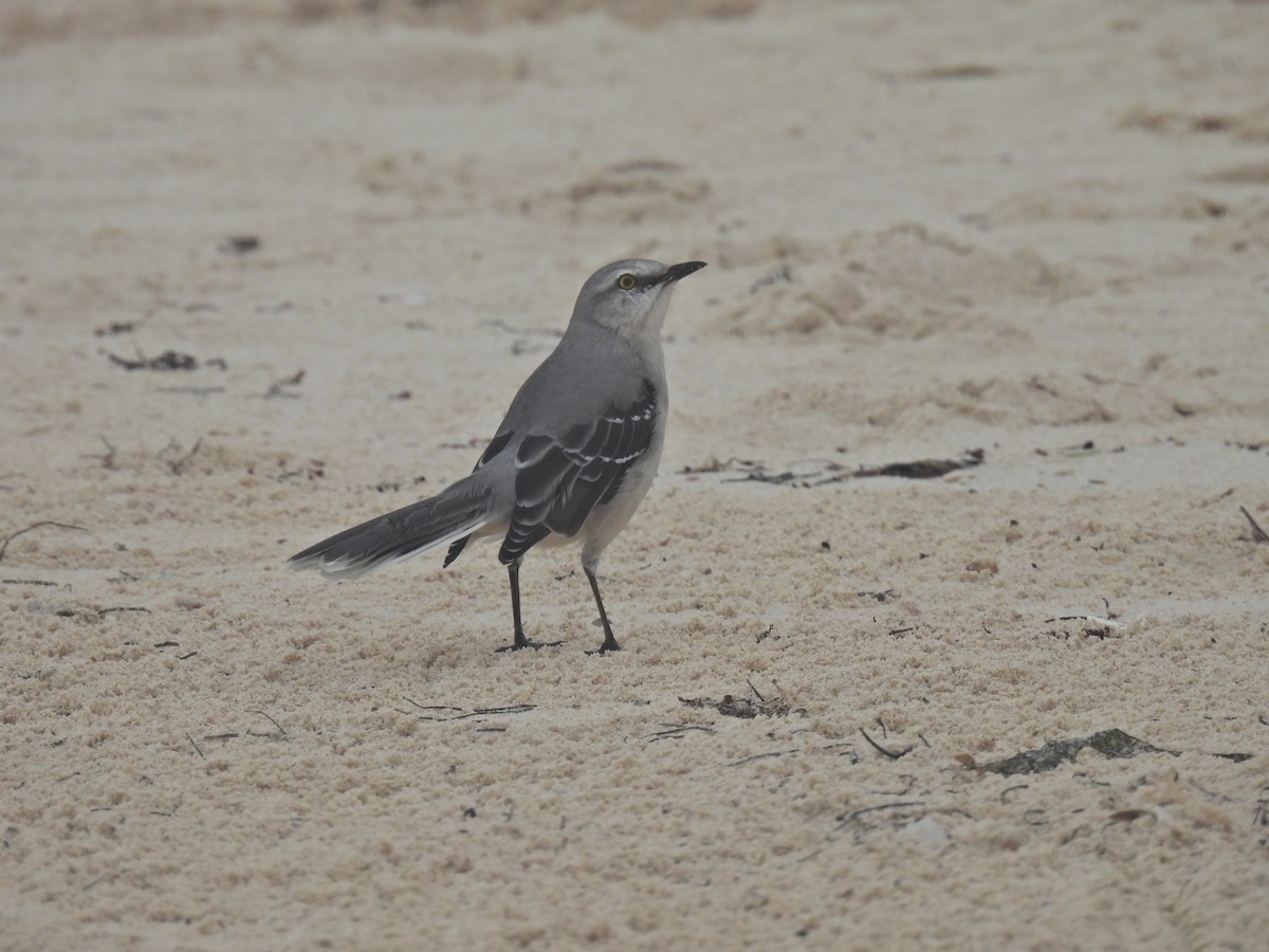 Tropical Mockingbird - ML644113077