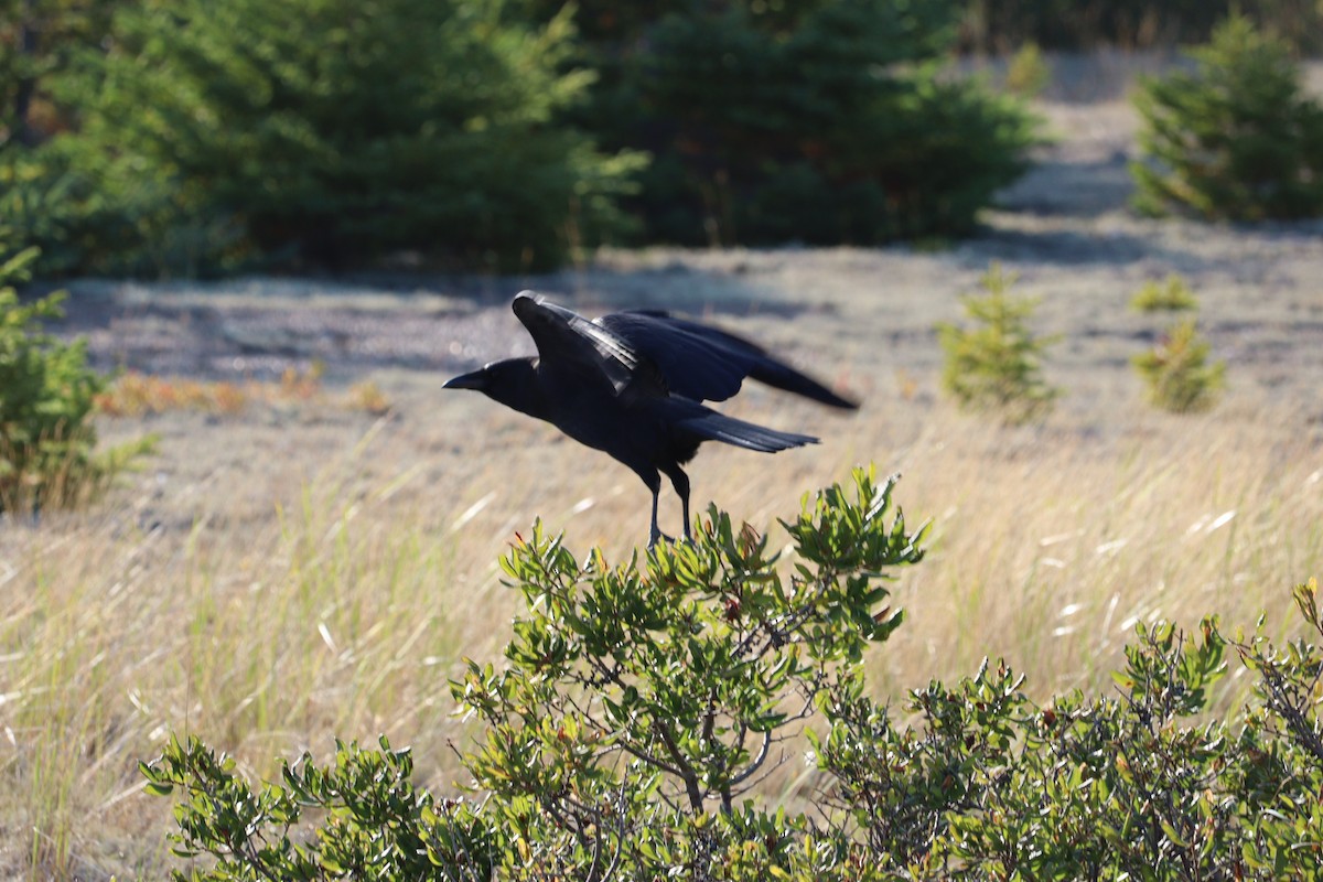 American Crow - ML644113078
