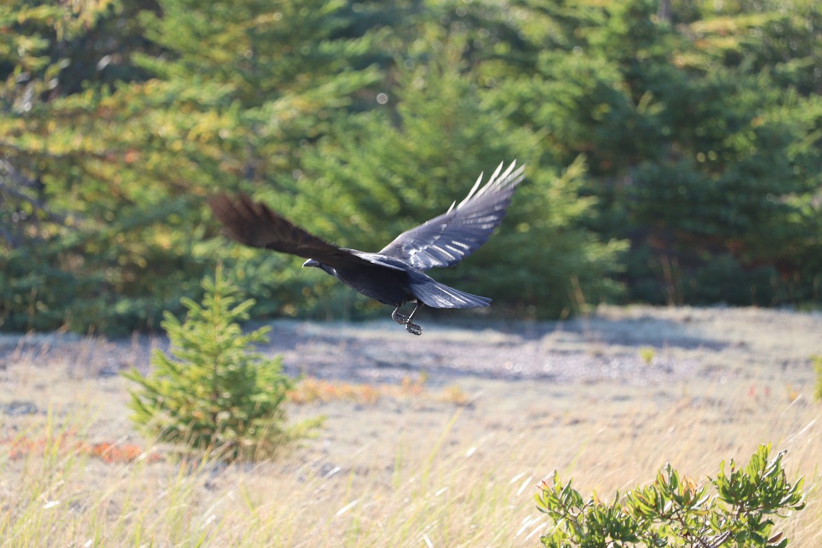 American Crow - ML644113080