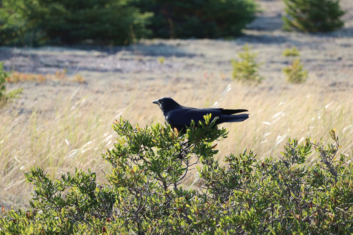 American Crow - ML644113081