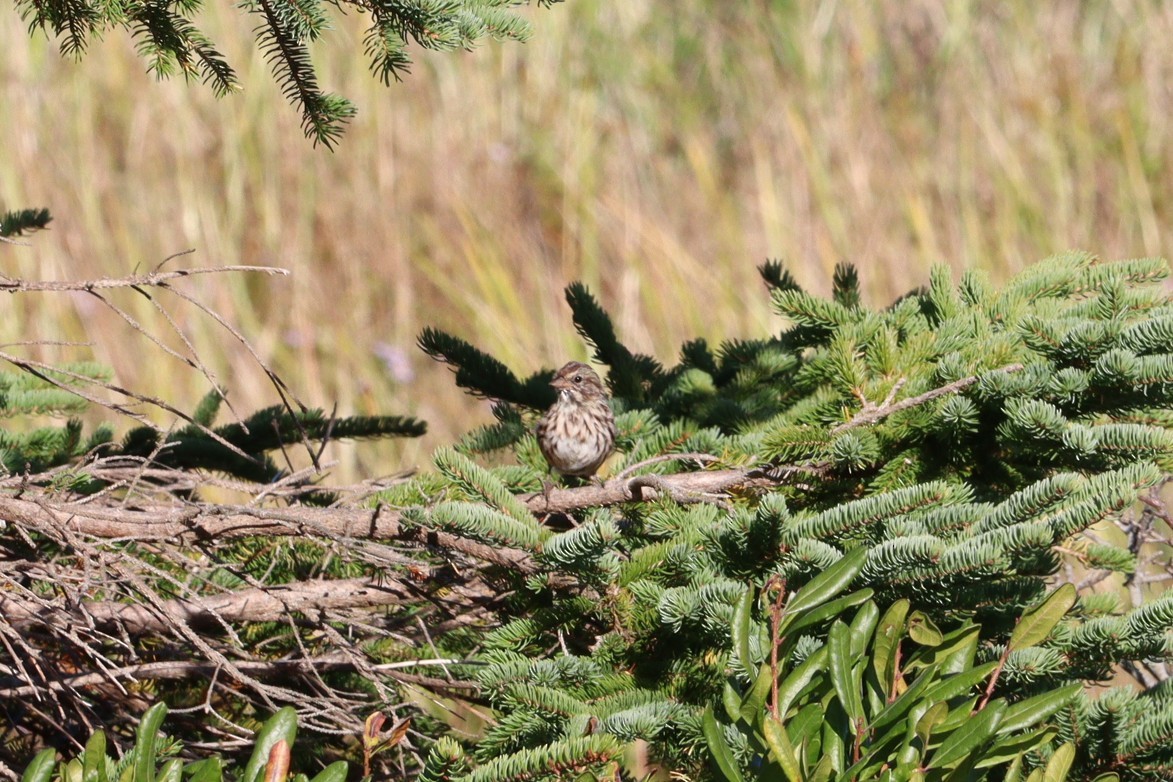 Song Sparrow - ML644113105