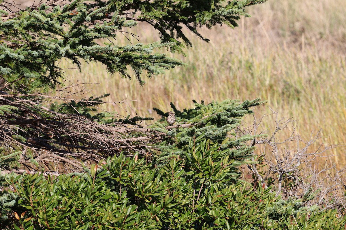 Song Sparrow - ML644113106