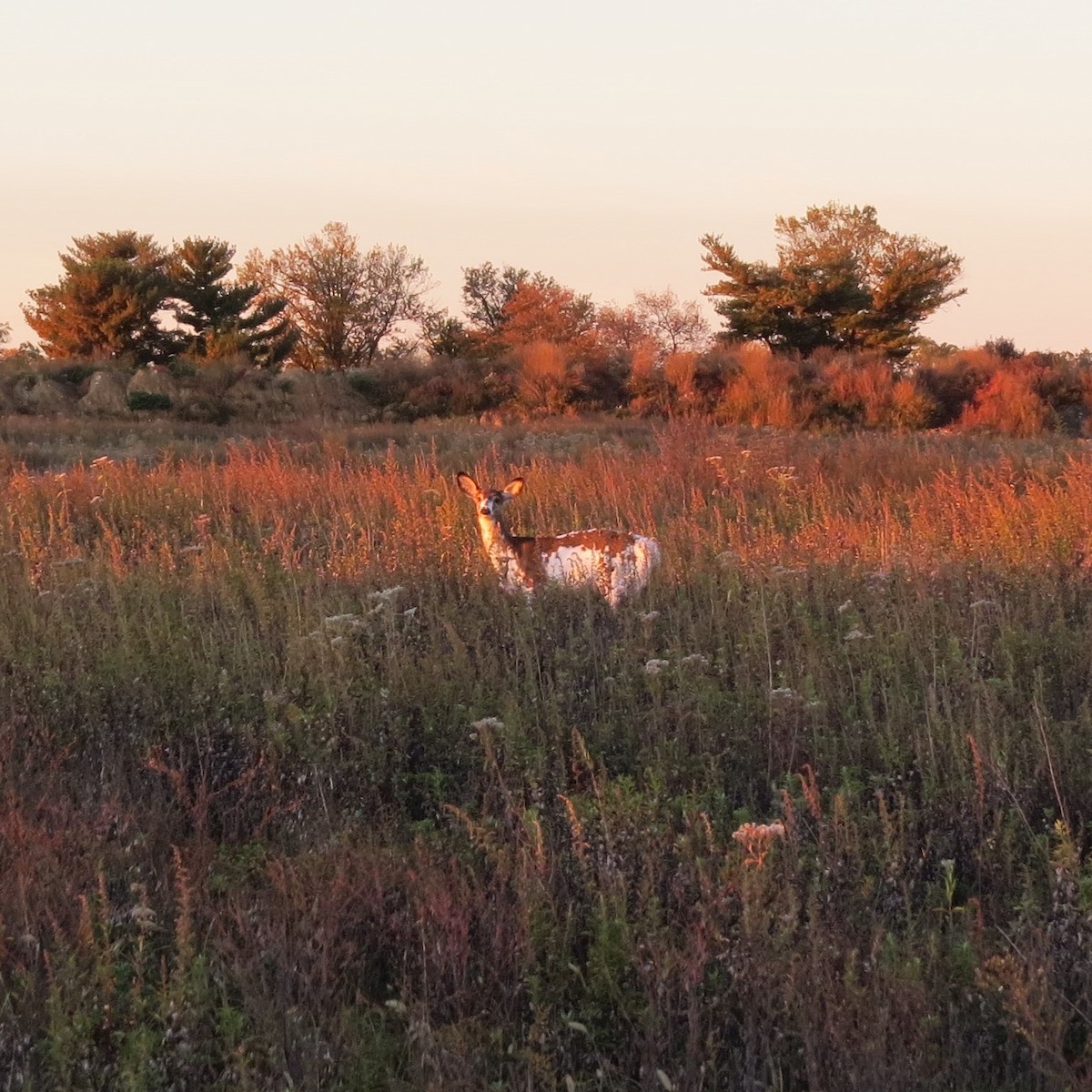 White-tailed Deer - ML644113109