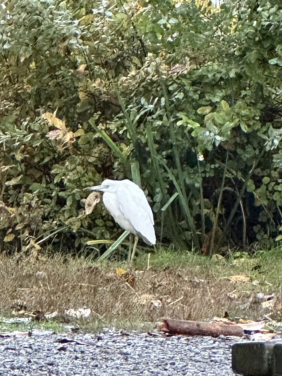 Little Blue Heron - ML644113125