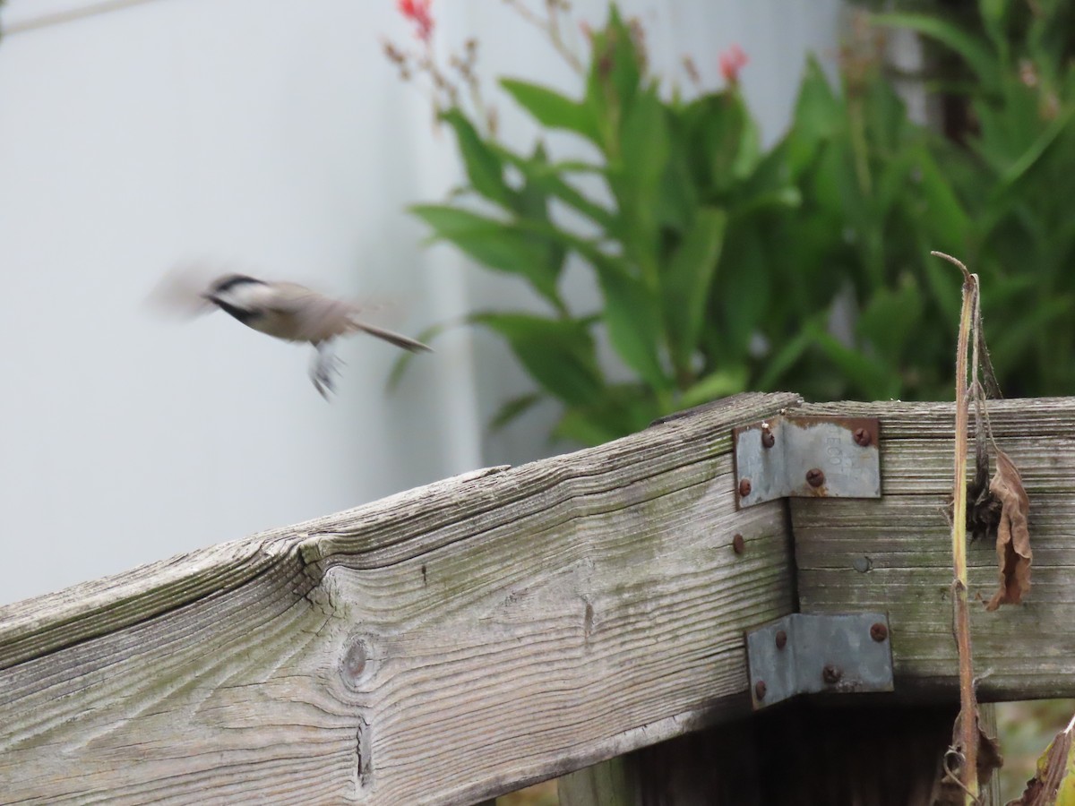 Carolina Chickadee - ML644113134
