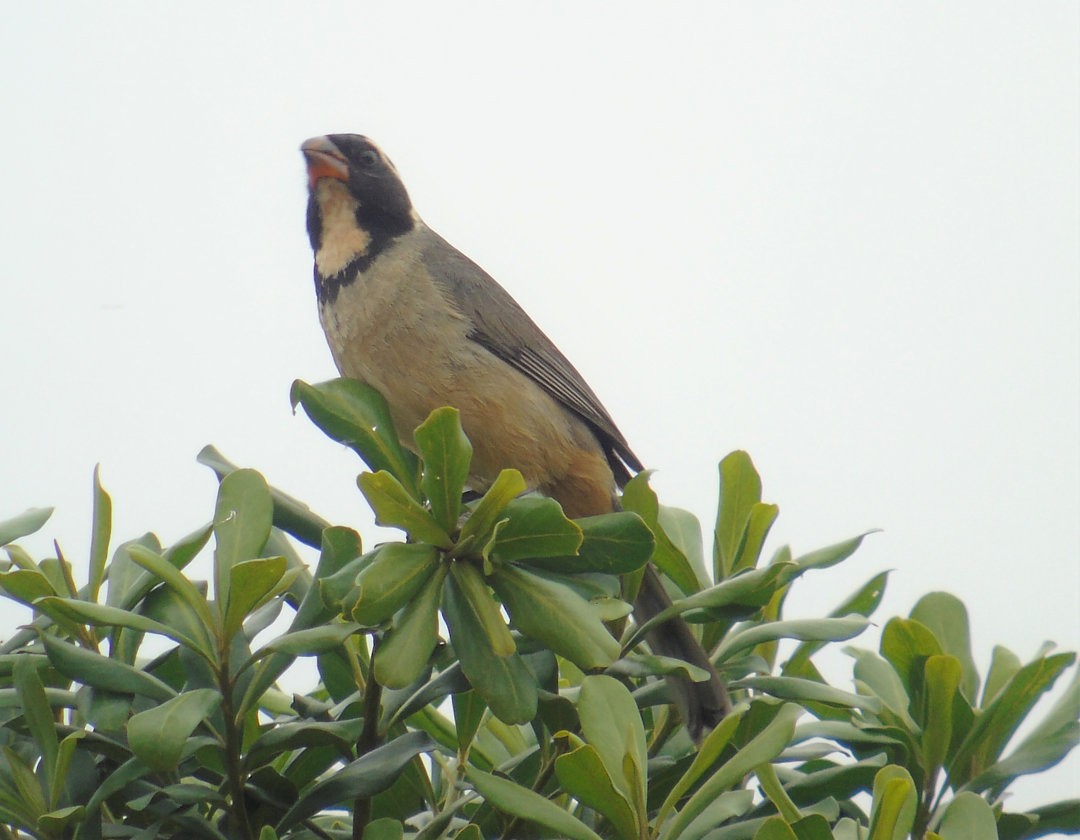 oransjenebbsaltator - ML644113136