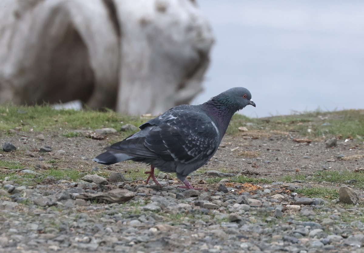Rock Pigeon (Feral Pigeon) - ML644113146