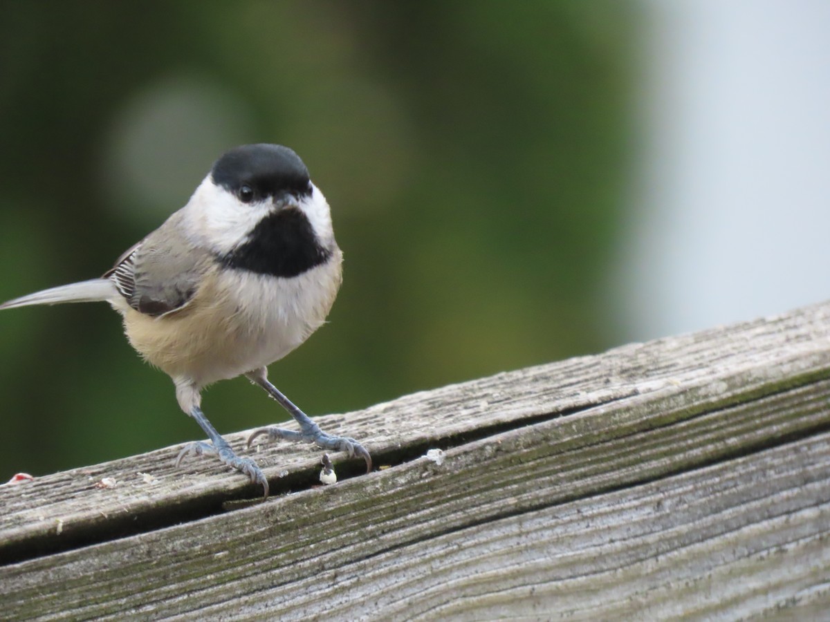 Carolina Chickadee - ML644113171