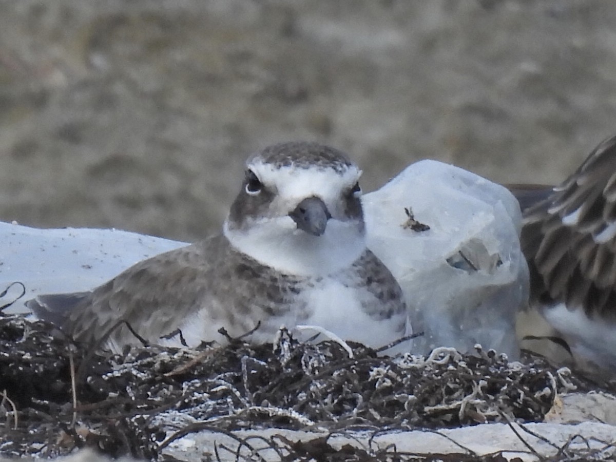 Wilson's Plover - ML644113182