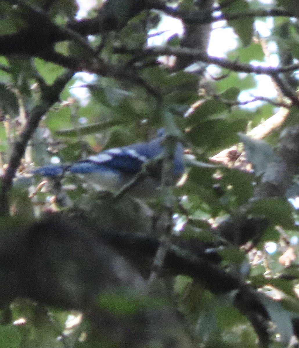 Blue Jay - ML644113186