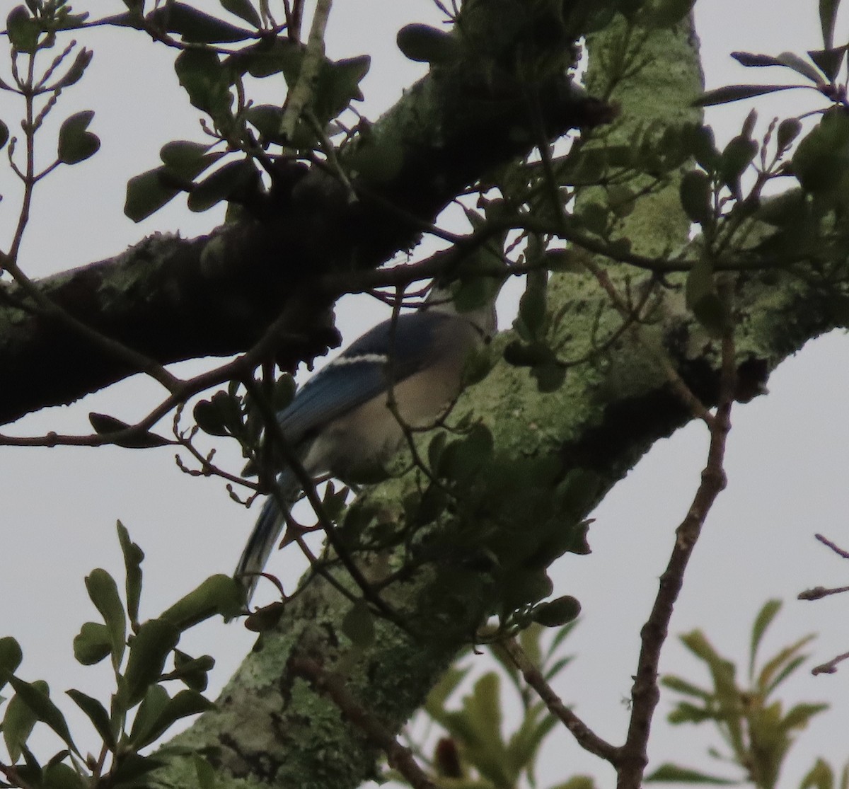 Blue Jay - ML644113187