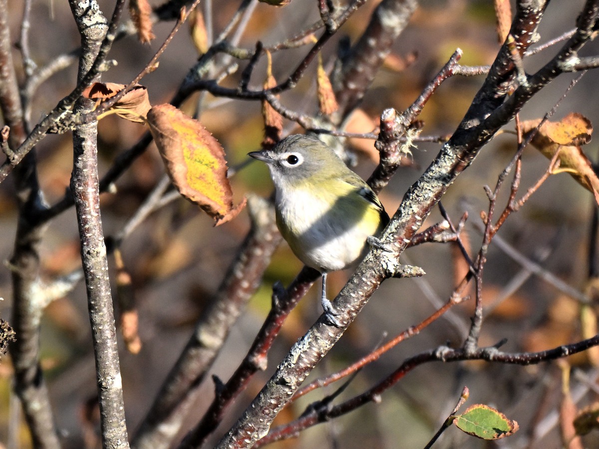 eremittvireo - ML644113197