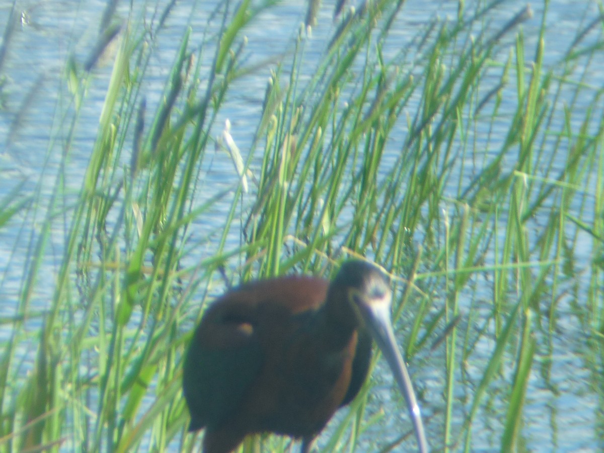 White-faced Ibis - ML644113212