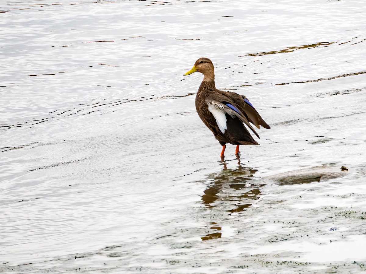 American Black Duck - ML644113219