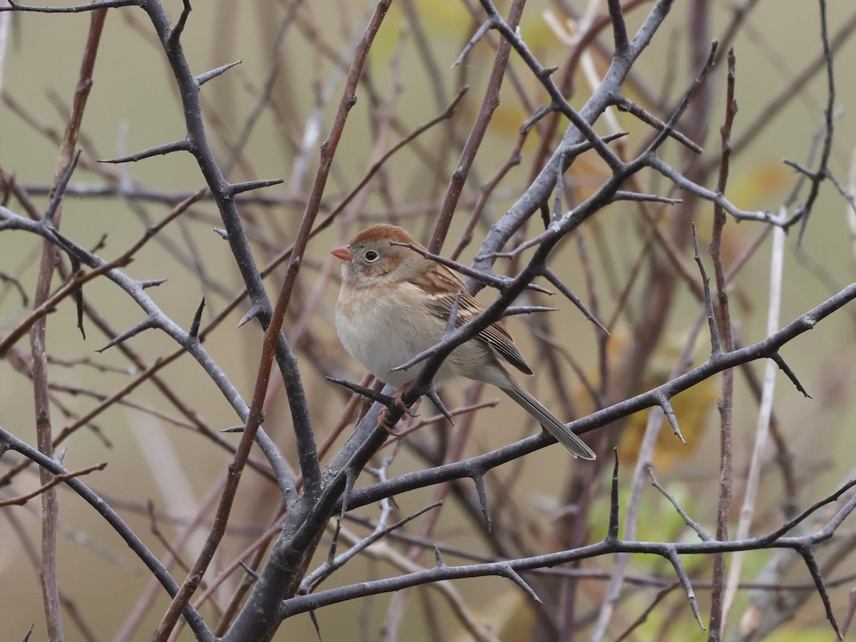 Field Sparrow - ML644113220