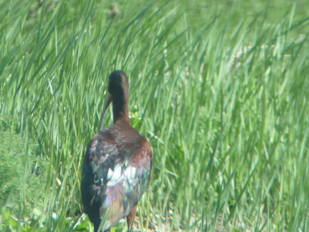 White-faced Ibis - ML644113221