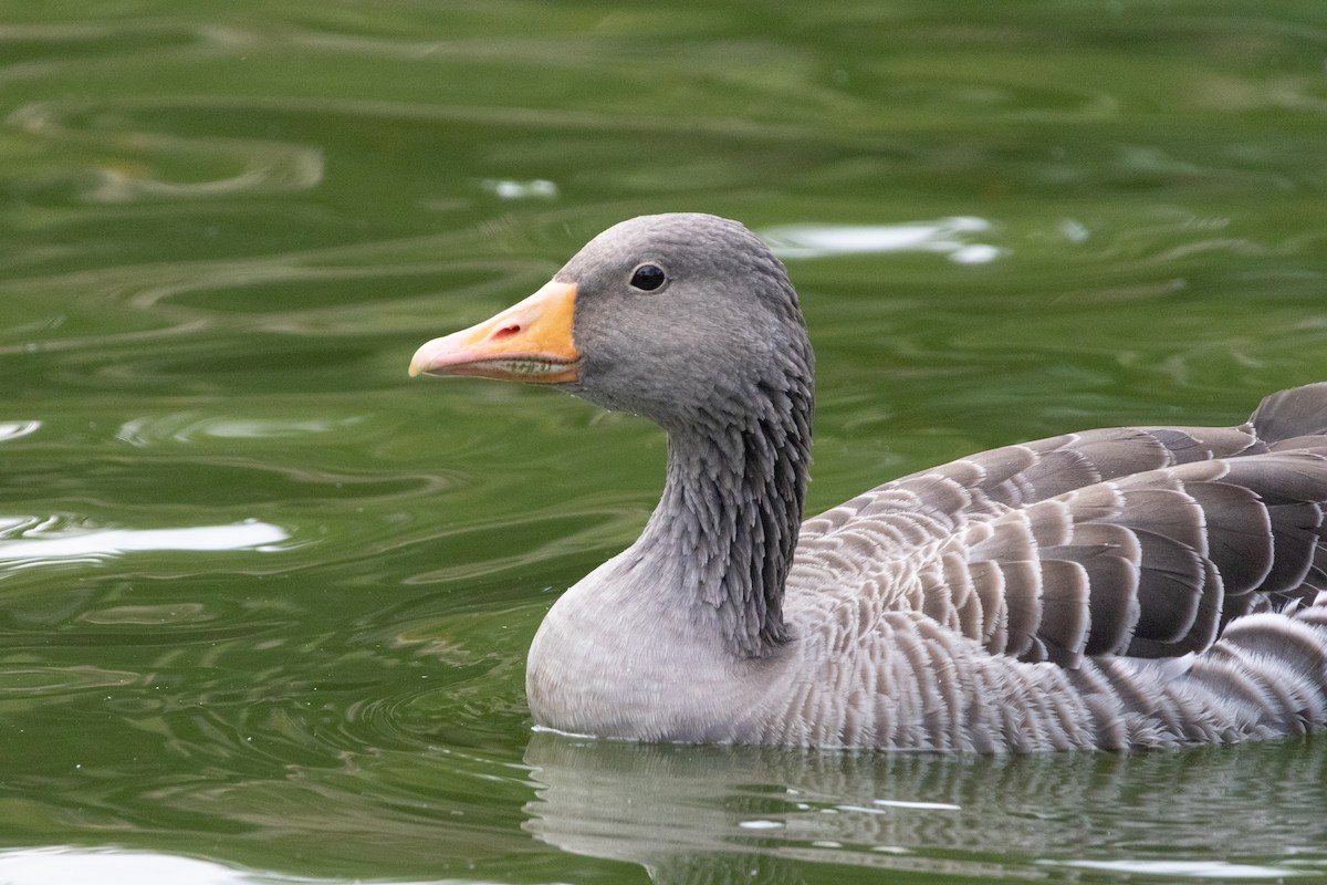 Graylag Goose - ML644113227