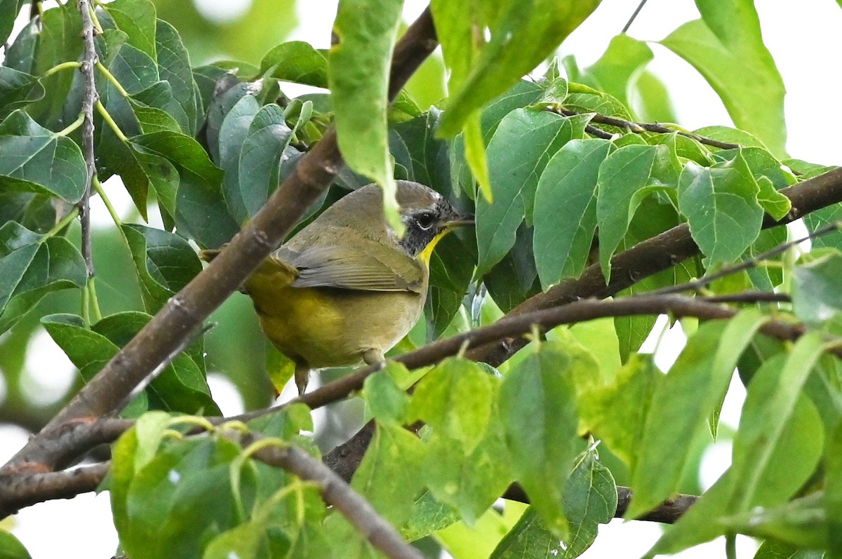 Common Yellowthroat - ML644113233