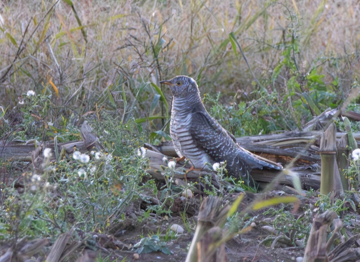 Common Cuckoo - ML644113240