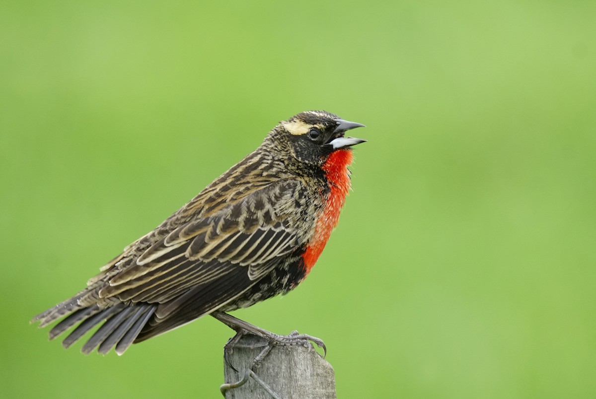 White-browed Meadowlark - ML644113256