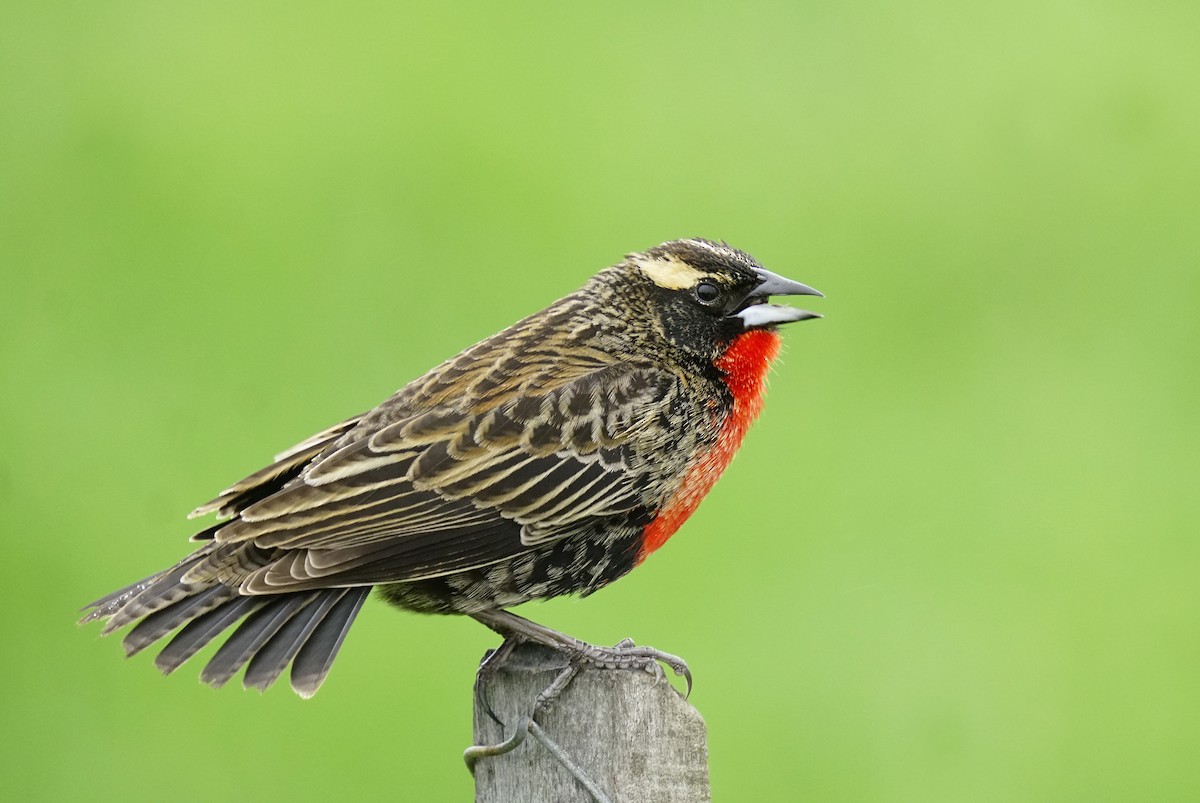 White-browed Meadowlark - ML644113257