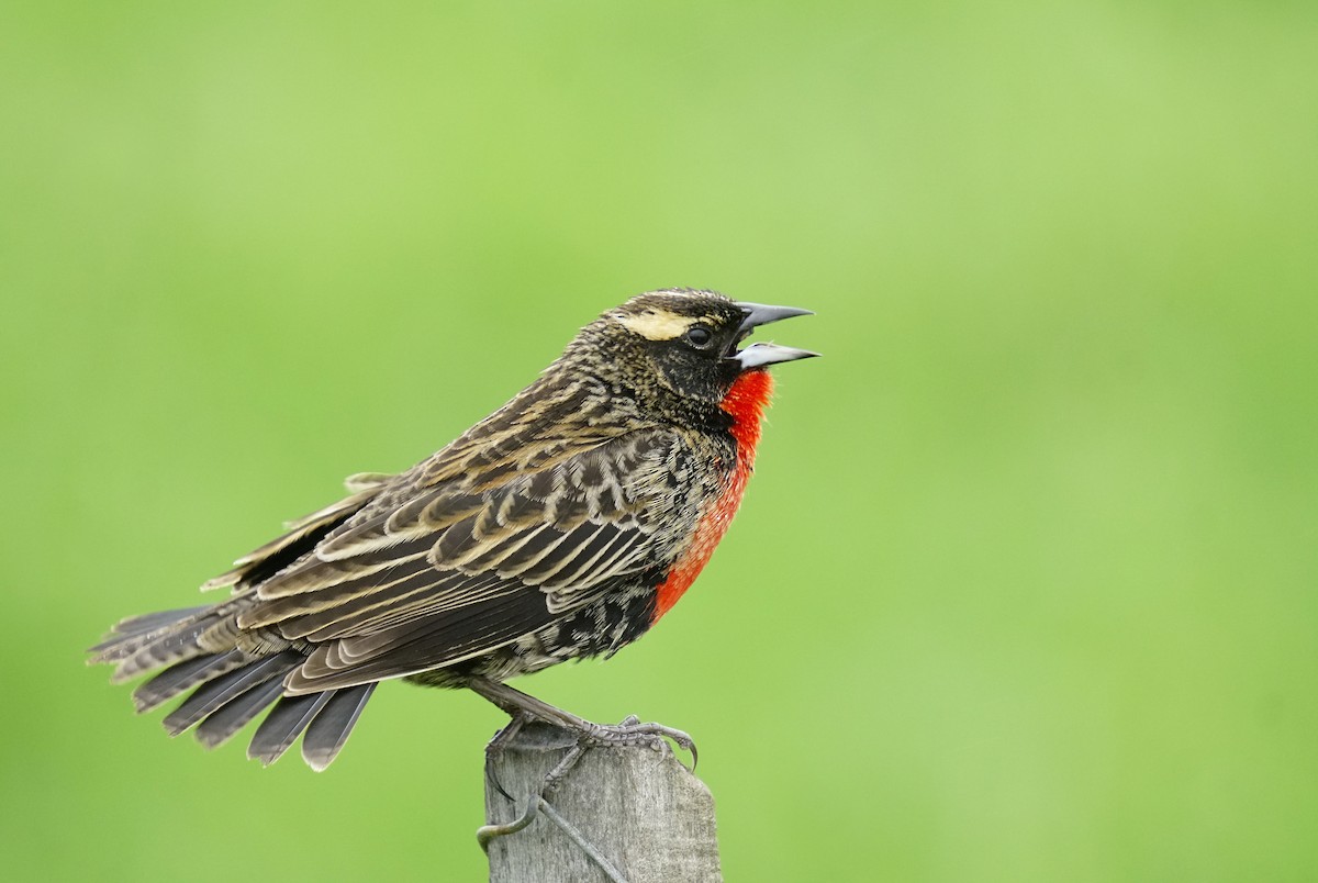 White-browed Meadowlark - ML644113258
