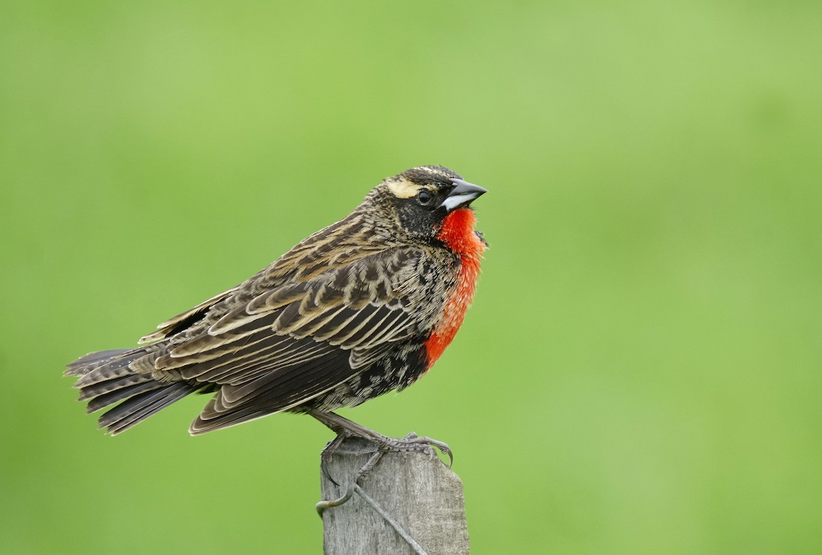White-browed Meadowlark - ML644113259