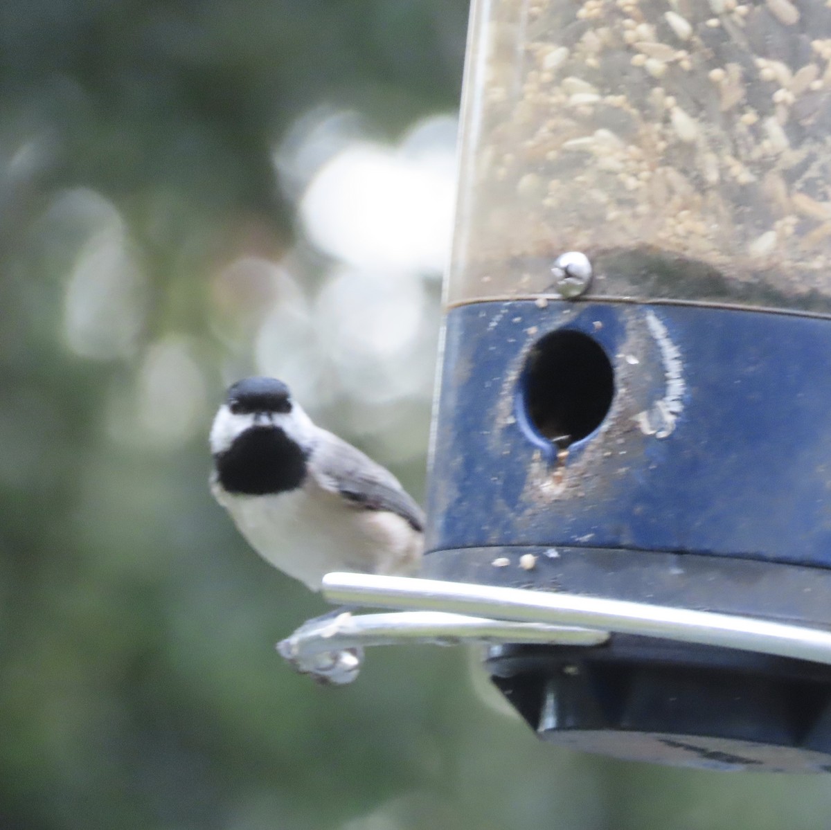 Carolina Chickadee - ML644113262
