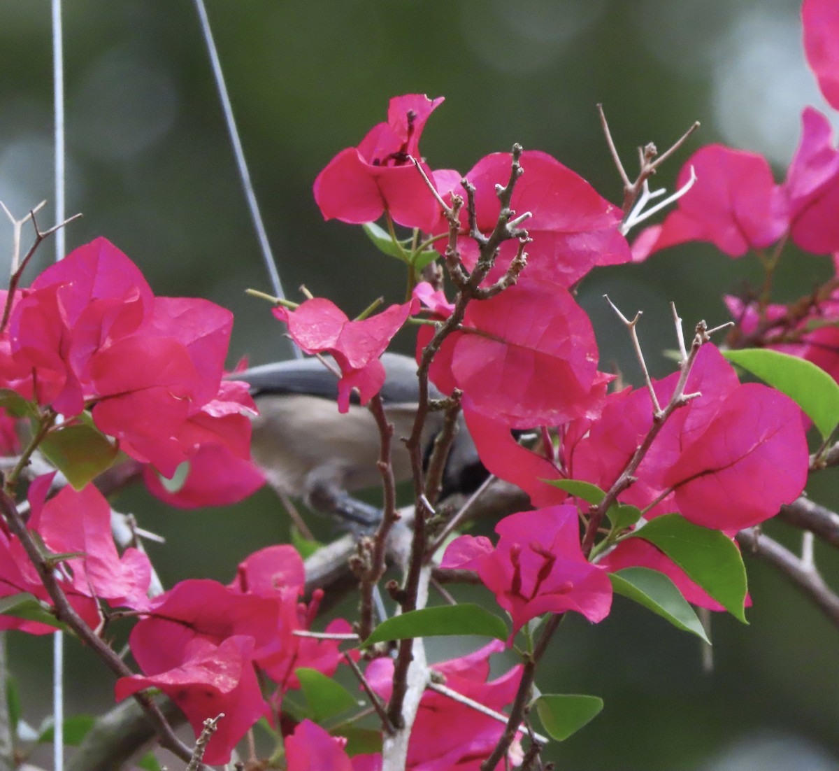 Carolina Chickadee - ML644113263