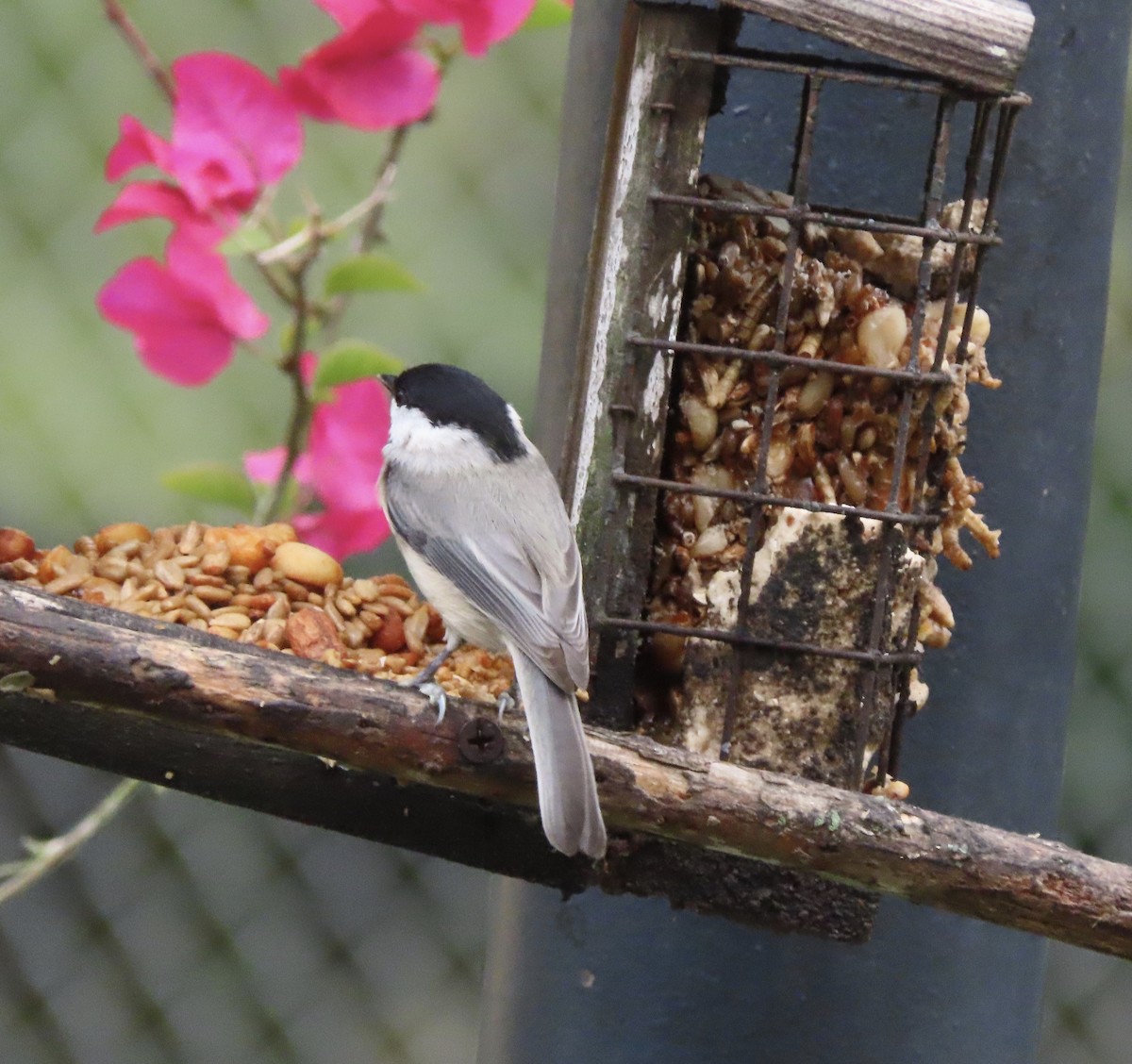 Carolina Chickadee - ML644113264