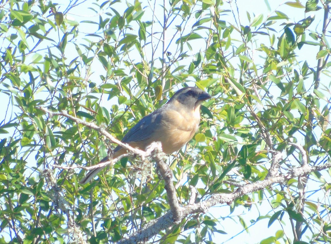 Golden-billed Saltator - ML644113270