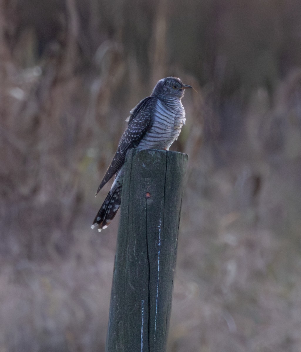 Common Cuckoo - ML644113271
