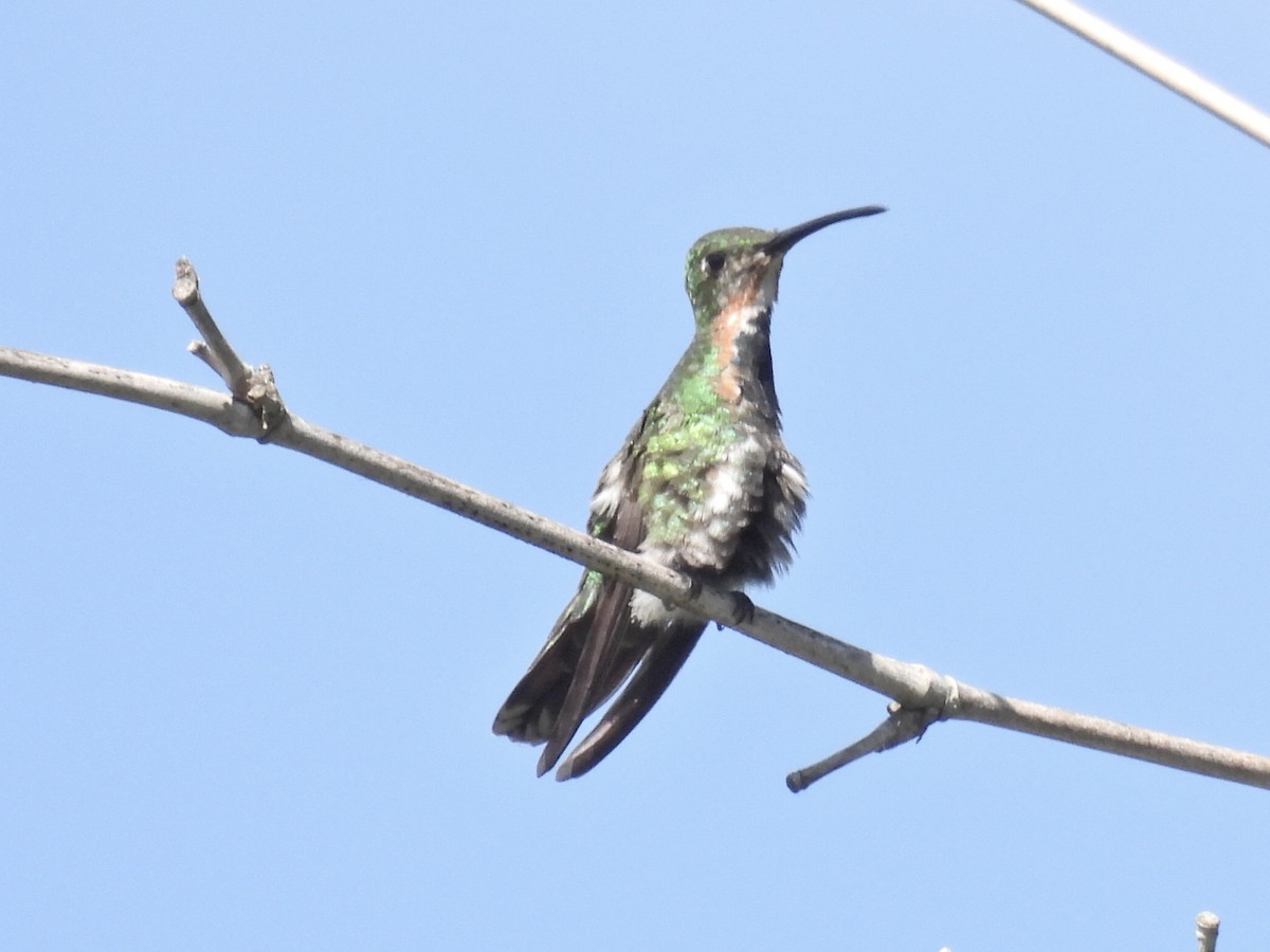 Green-breasted Mango - ML644113272