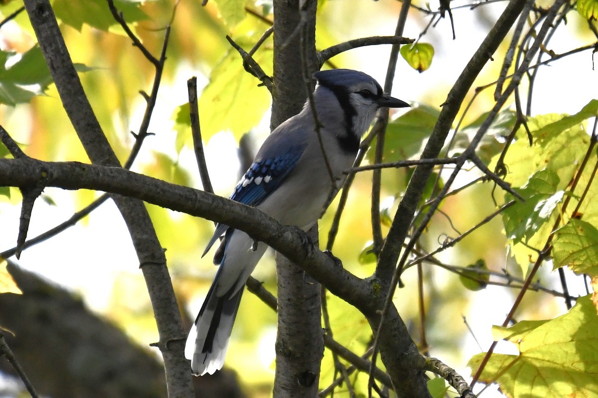Blue Jay - ML644113274