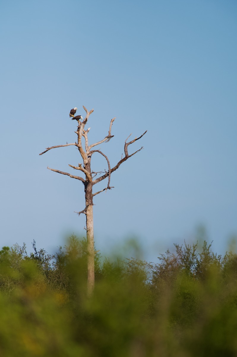 Bald Eagle - ML644113292