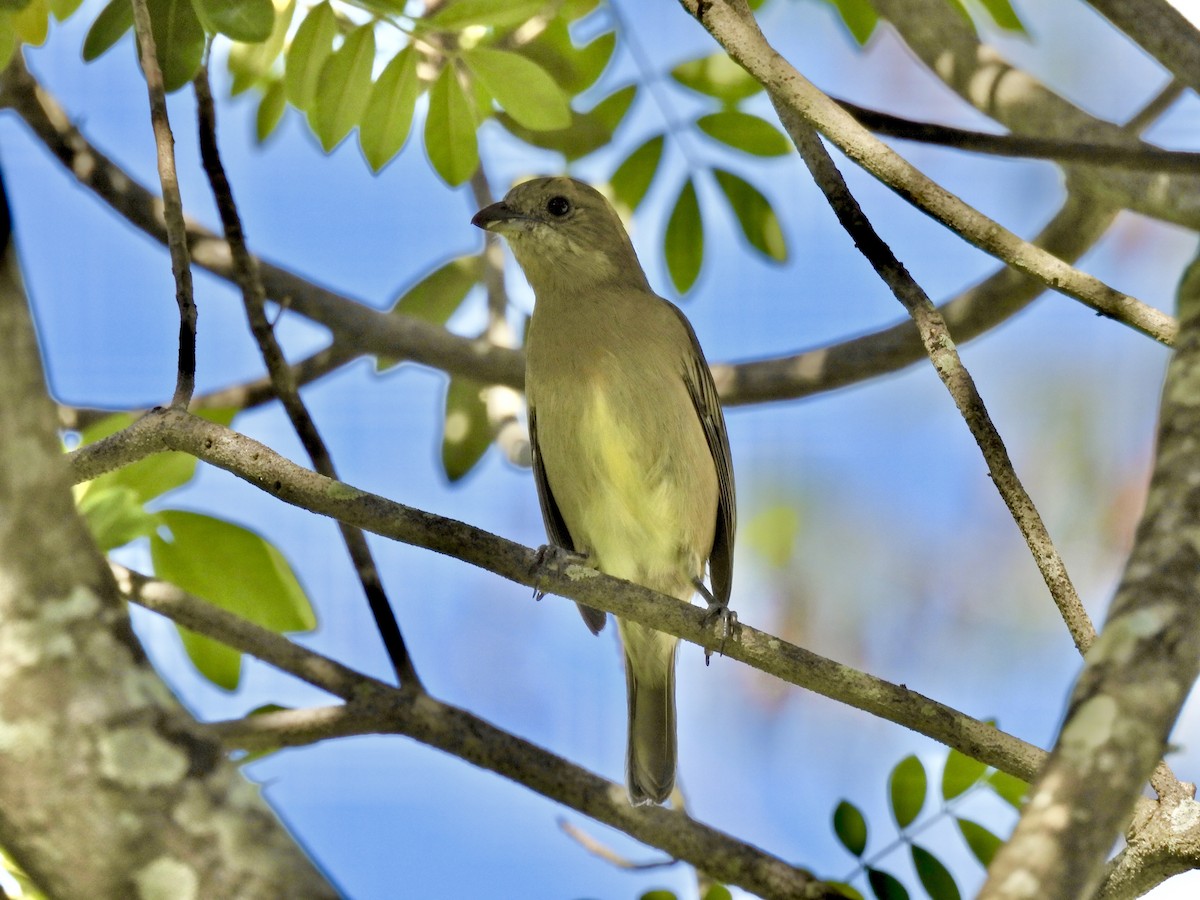 Western Spindalis (Cozumel I.) - ML644113295