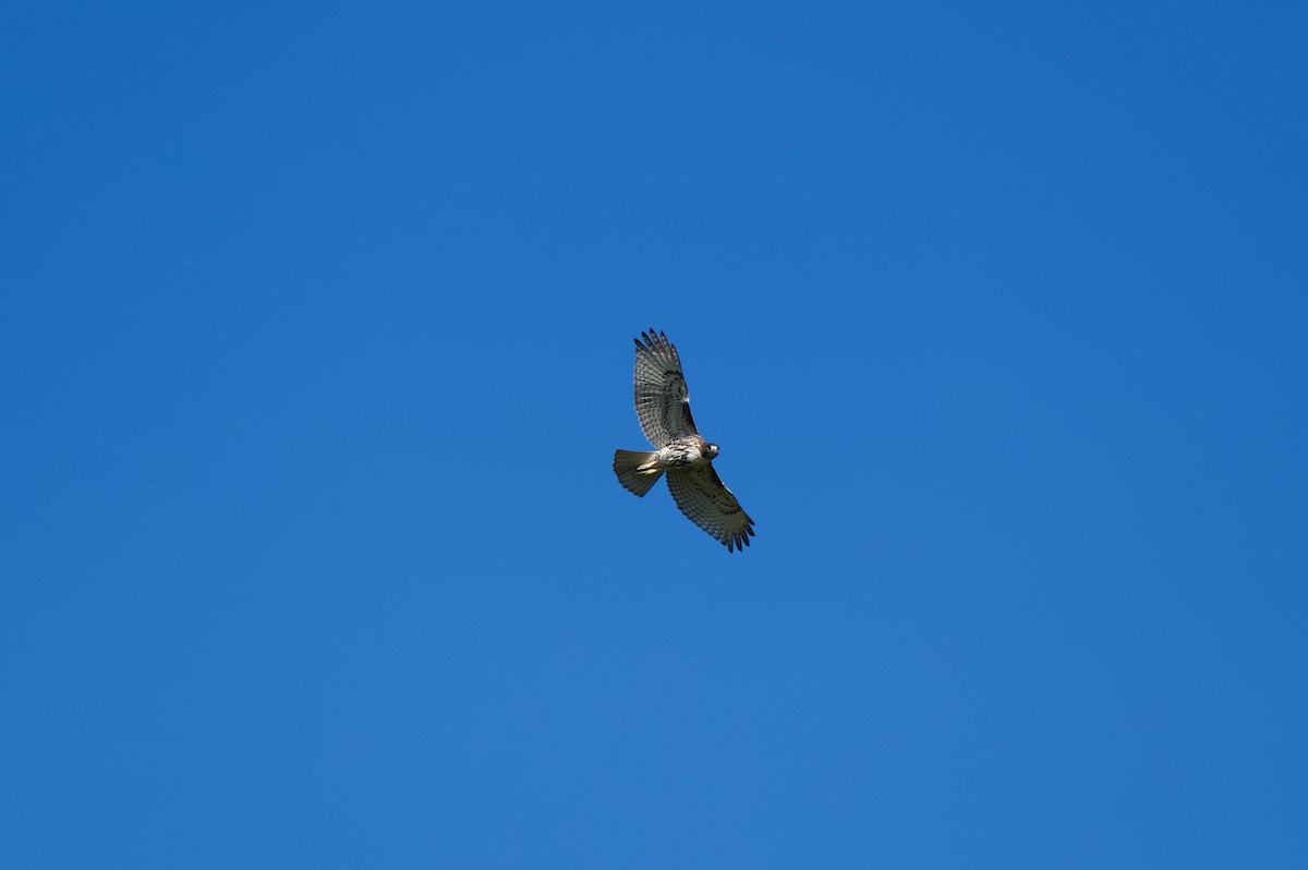 Red-tailed Hawk - ML644113313
