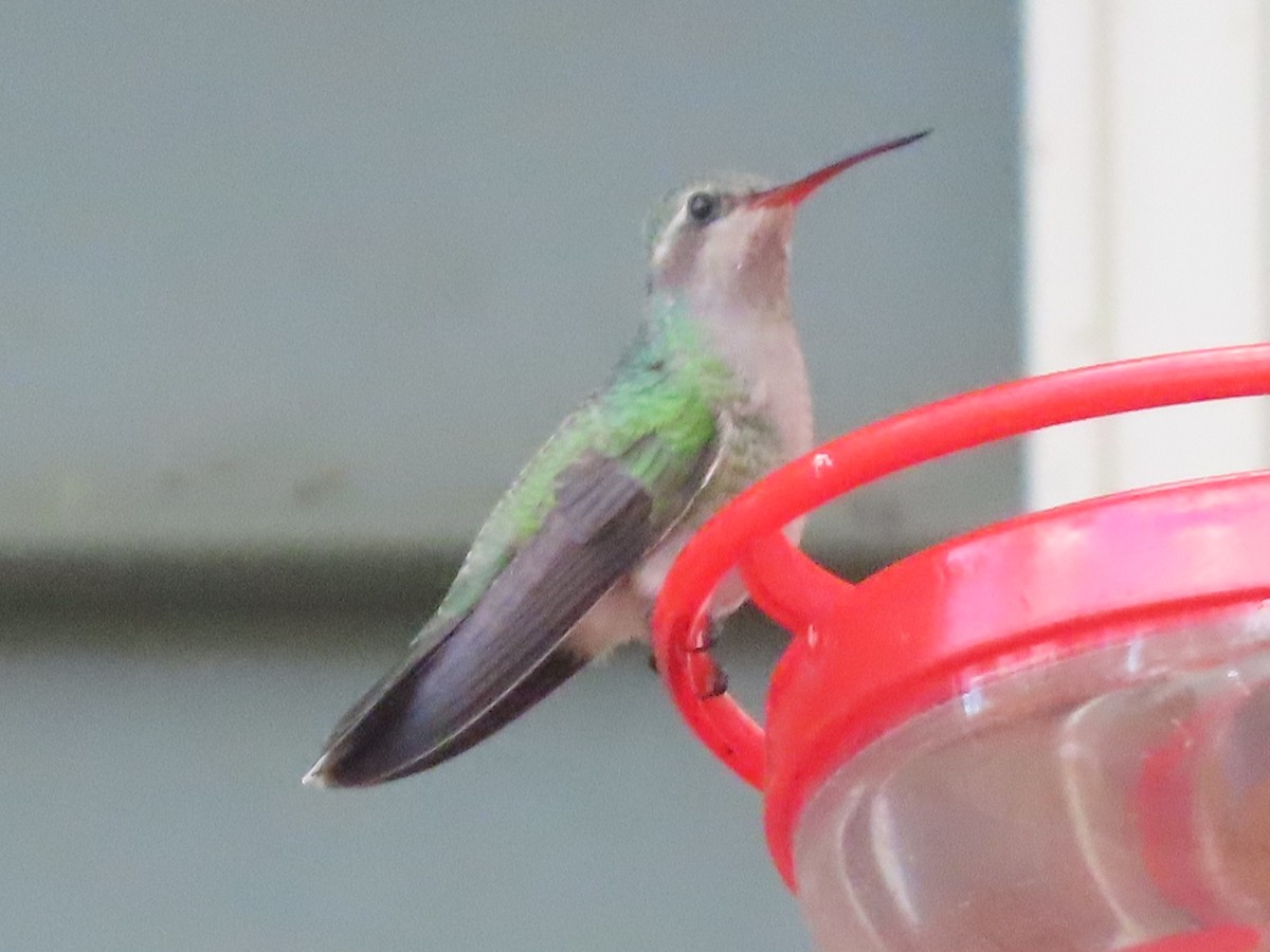 Broad-billed Hummingbird - ML644113314