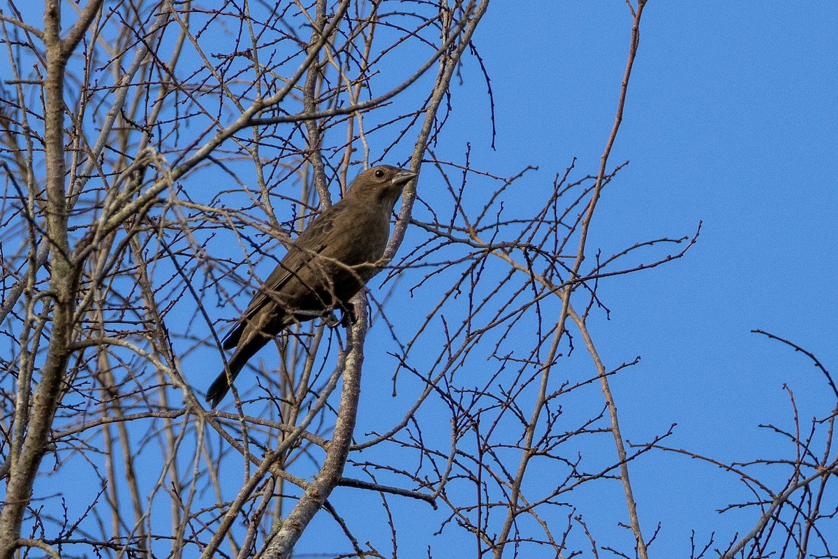 Коровий трупиал, буроголовый желтушник - ML644113316