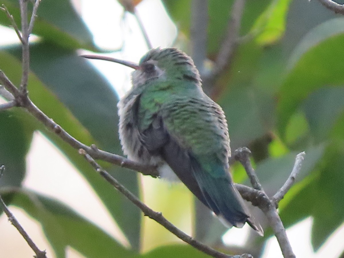Broad-billed Hummingbird - ML644113320